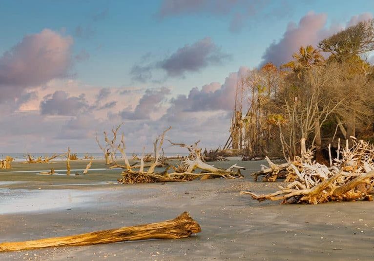 Driftwood on the beach of Capers Island.